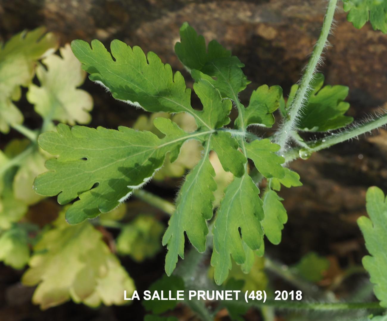 Greater Celandine leaf